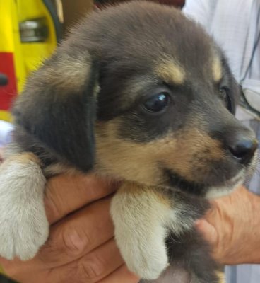 În 2019. Peste 1000 de câini fără stăpân au fost adoptați la Constanța