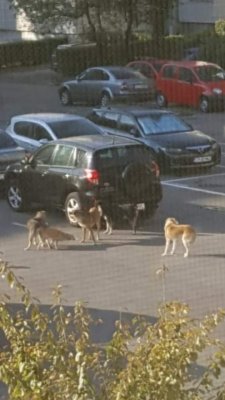 Câini comunitari, ridicaţi dintr-o parcare!