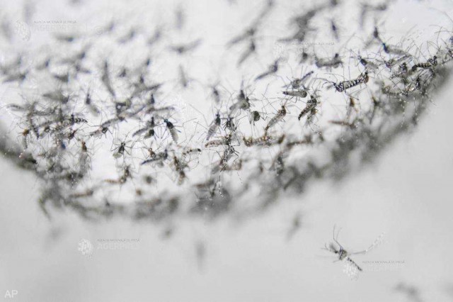 Germania raportează primul său caz de infecţie cu virusul West Nile la om