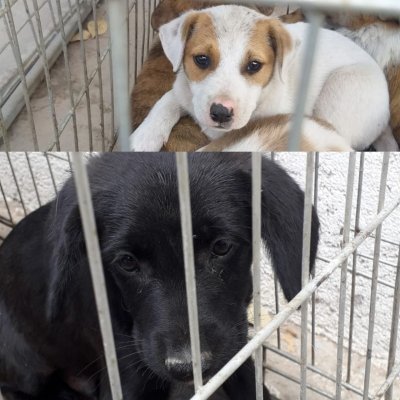 Constanța: Peste 700 de câini comunitari și-au găsit o familie