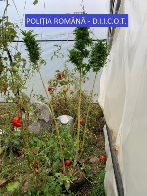 Cercetat după ce ar fi cultivat canabis în solar