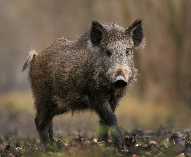Autorităţile ungare au detectat cazuri de pestă africană la mistreţi, în apropiere de Budapesta