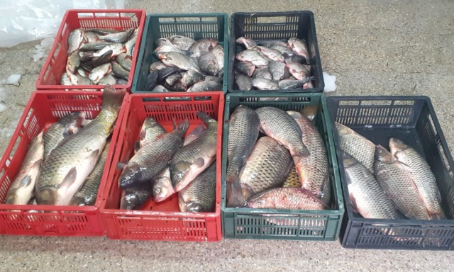 Zeci de kilograme de peşte, confiscate de polițiștii de frontieră