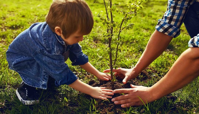 Apel către locuitori! Primăria Năvodari a demarat o campanie de plantare copaci