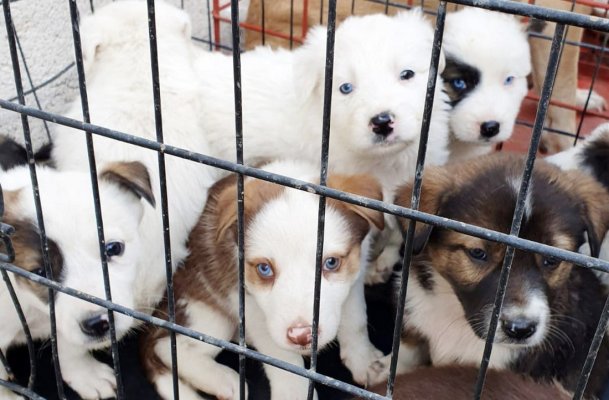 Continuă campania de adopție a câinilor fără stăpân