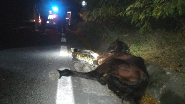 Cal abandonat pe marginea unui drum naţional! SE CERE AJUTOR!