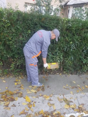 Acțiune de deratizare în Constanța