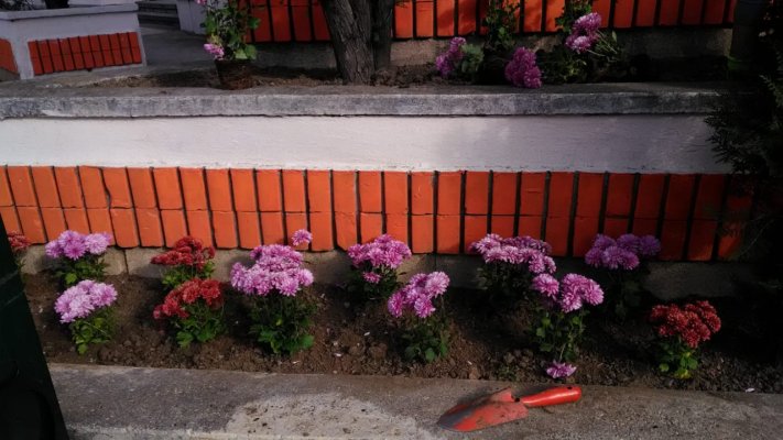 Primăria Constanța continuă plantările de toamnă