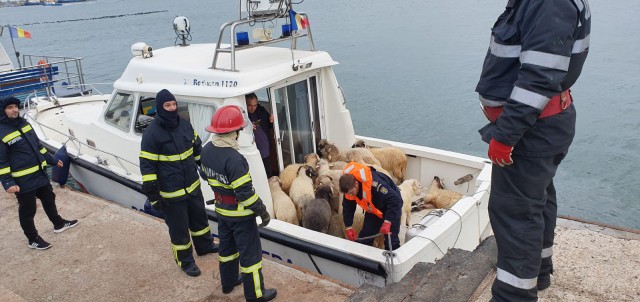 ACEBOP: Crescătorii de animale solicită pedepsirea celor vinovaţi de dezastrul transportului maritim de animale vii din România
