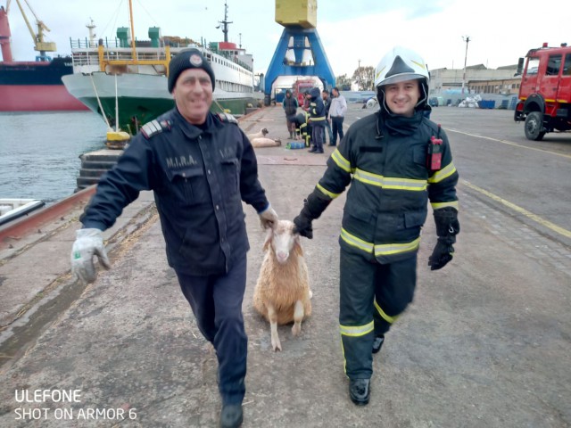 Operațiune de salvare a oilor de pe nava răsturnată în Portul Midia. Video!