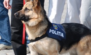 Klaus Iohannis a semnat: îngrijire pe viață pentru animalele de serviciu