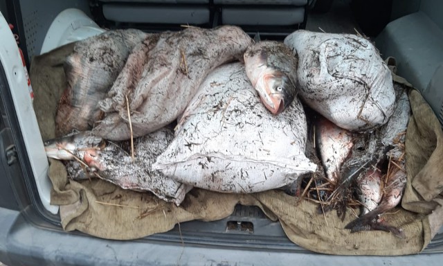 Aproximativ 200 kilograme de peşte, transportate fără documente legale, confiscate de poliţiştii de frontieră constănțeni