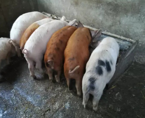 Situația privind evoluția Pestei Porcine Africane în Dobrogea