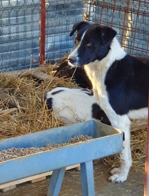 Adăpostul pentru animale fără stăpân din Constanța a început pregătirile pentru iarnă