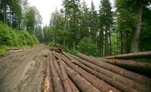 Cătălin Tobescu: 'Criza din industria lemnului este una artificială'