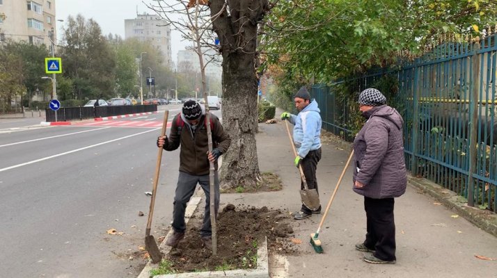 Campania primăriei. Plantări masive de arbori în Constanța