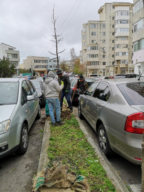 În Constanța se vor planta 400 de arbori