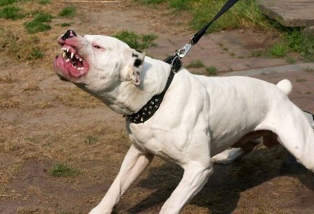 SUA - Trei câini din rasa Pitbull au ucis o femeie şi au rănit o alta în Houston