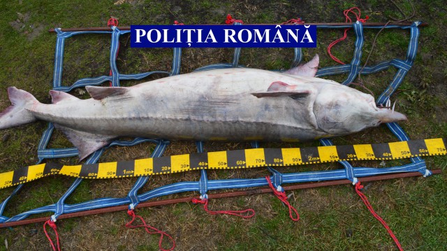 Morun eliberat în mediul natural de polițiști