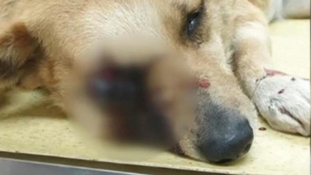 Cine sunt suspecţii în cazul câinelui mutilat după ce o petardă i-a explodat în gură