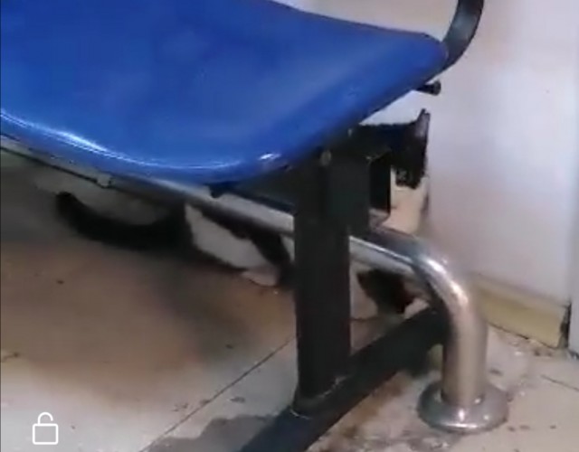 Panică la Spitalul Județean Constanța: o pisică s-a prăbușit... din tavan! VIDEO