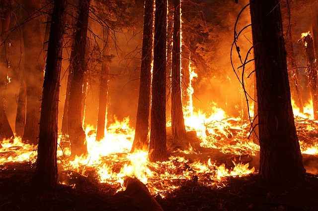 Aproape 500 de milioane de animale au murit în incendiile din Australia