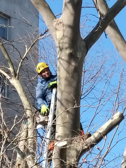 Continuă lucrările de toaletare și corecție a arborilor, în Constanța!