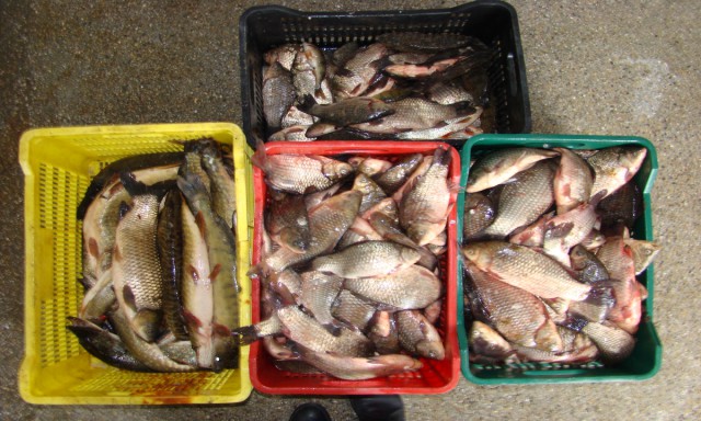 Pește confiscat de poliţiştii de frontieră