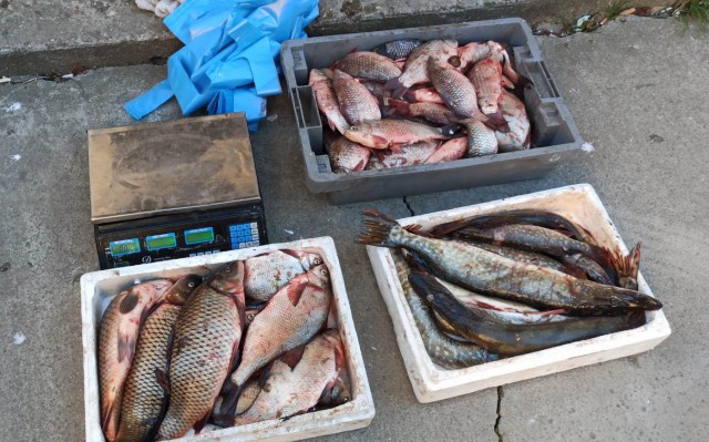 Peşte fără îndeplinirea condiţiilor legale în târgurile din Cobadin şi General Scărişoreanu