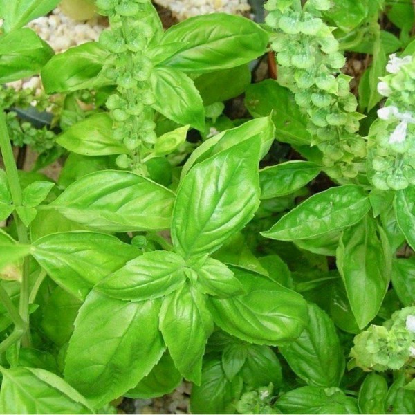 Iată ce plante te ajută să lupți cu stresul și depresia