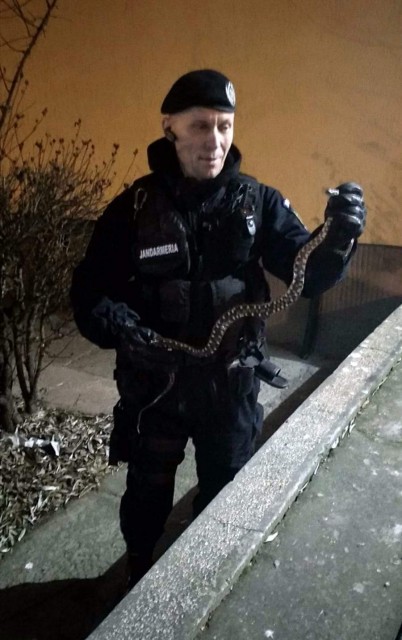 Un șarpe a speriat locatarii unui bloc din Constanța!