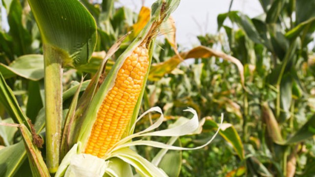 Ministerul Agriculturii va acorda autorizaţii temporare pentru utilizarea neonicotinoidelor la seminţele de porumb şi sfeclă de zahăr