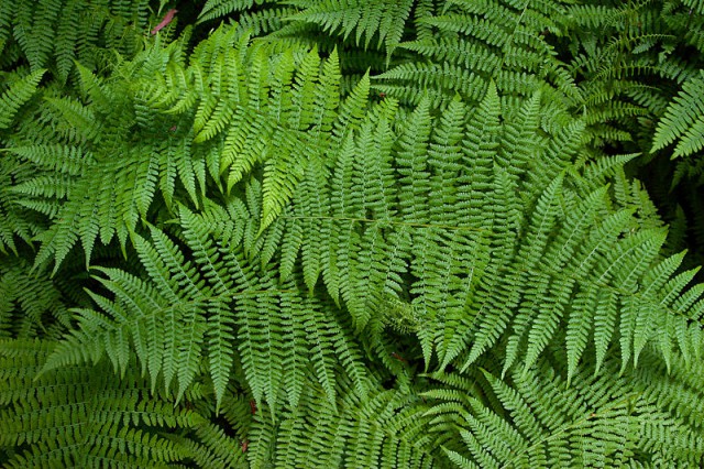 Nouă plante care purifică aerul din casă