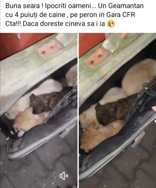 Un geamantan cu 4 cățeluși, găsit în gară!