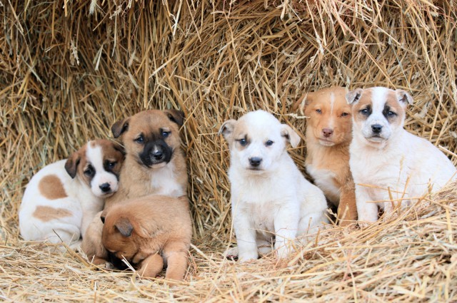 Peste 100 de câini au fost adoptați la Constanța, de la începutul anului