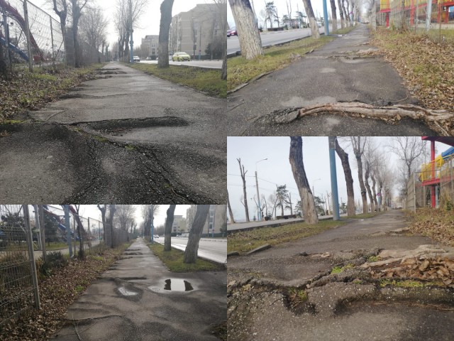 Până și copacii s-au săturat de Mamaia! Au SPART asfaltul, să o ia la fugă!