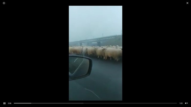 PERICOL! Cu oile și măgarii pe A2, pe o ceață DENSĂ! VIDEO