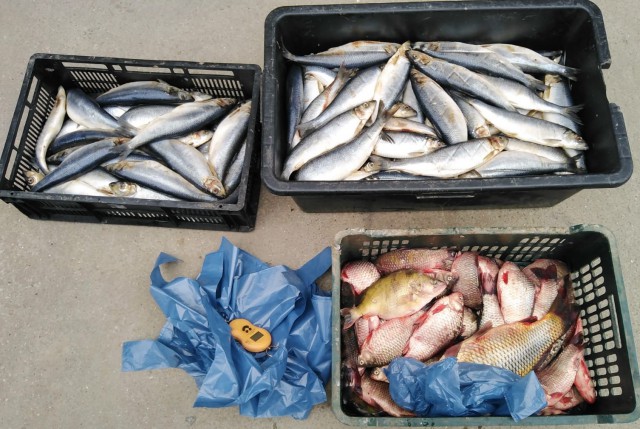 Peste o tonă de pește confiscată în Delta Dunării