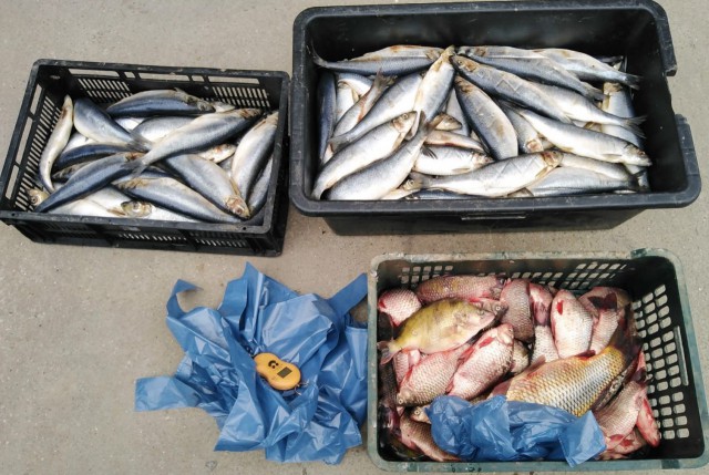 Pește confiscat de polițiștii de frontieră