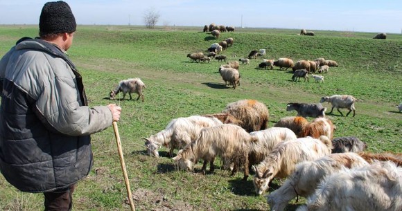Ajutor de stat de 54 milioane lei în 2020 pentru creşterea animalelor. Cum pot intra fermierii în posesia ajutoarelor