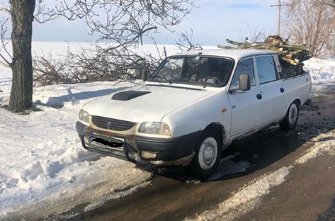 Defrișări ilegale de copaci, în Constanța. VIDEO