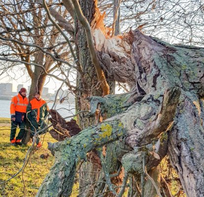 Primăria Constanța a tăiat arborii din municipiu