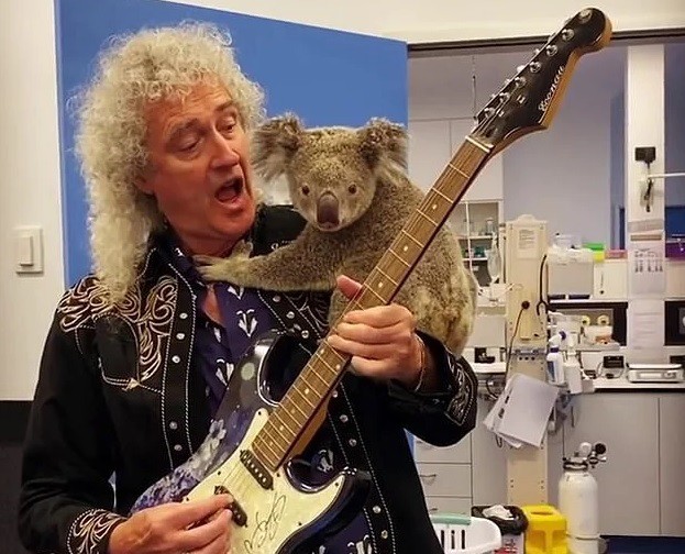 Gest emoţionant al chitaristului trupei Queen: I-a cântat live unui ursuleţ koala salvat din incendiile australiene