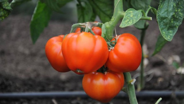 MADR: Reziduuri de pesticide peste limita maximă admisă, într-o singură probă de tomate din 675 analizate în 2019