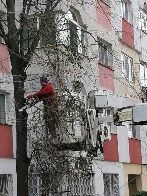 Primăria Constanța continuă operațiunea de toaletare a arborilor