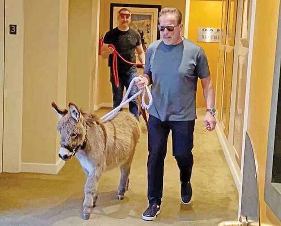 Arnold Schwarzenegger şi-a făcut menajerie în casă: a adoptat un ponei şi un măgar