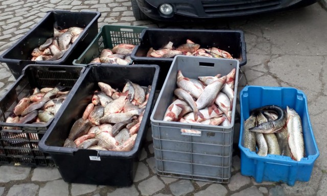 Peşte fără documente legale, la un târg din Constanţa