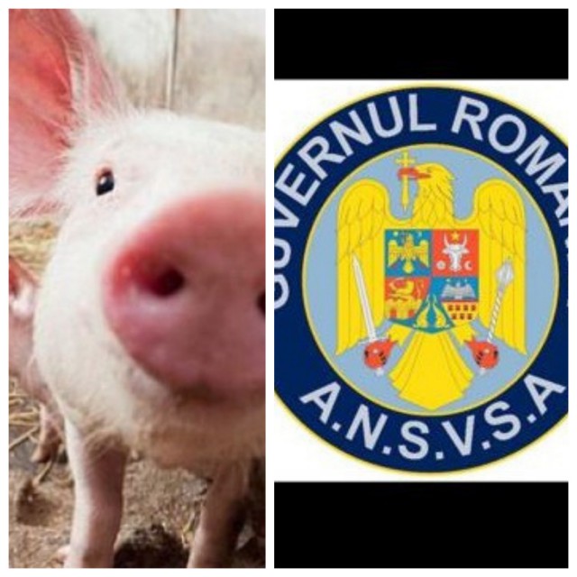 BOMBĂ PORCINĂ: GUVERNUL va interzice creșterea porcilor în propria gospodărie!