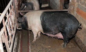 Primăria Agigea, despre ajutoarele pentru crescătorii de porci