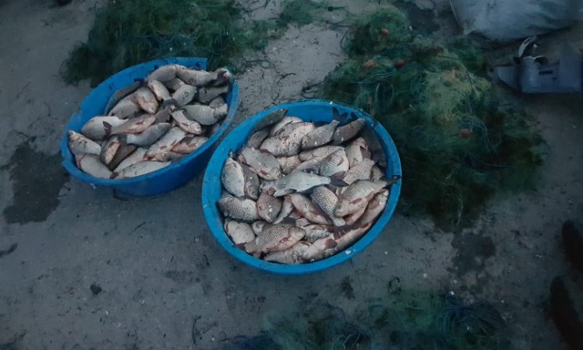 Peste 100 kg peşte și plase monofilament, confiscate de polițiștii de frontieră